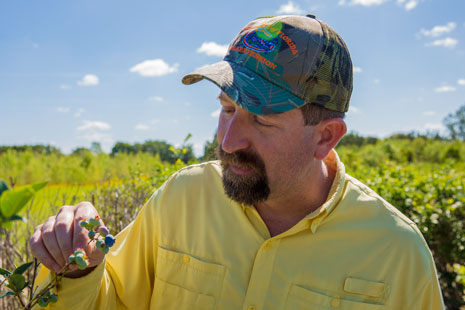 Phil Harmon inspecting blueberry research plot