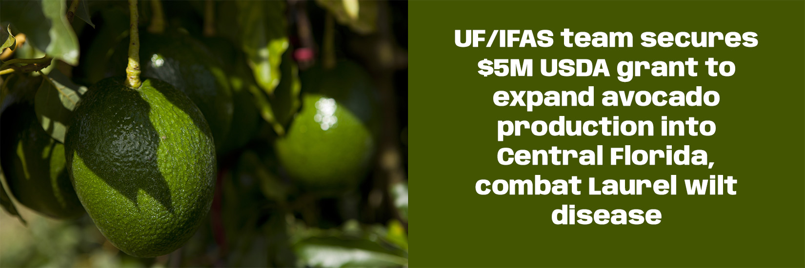 UF/IFAS team secures $5M USDA grant to expand avocado production into Central Florida, combat Laurel wilt disease