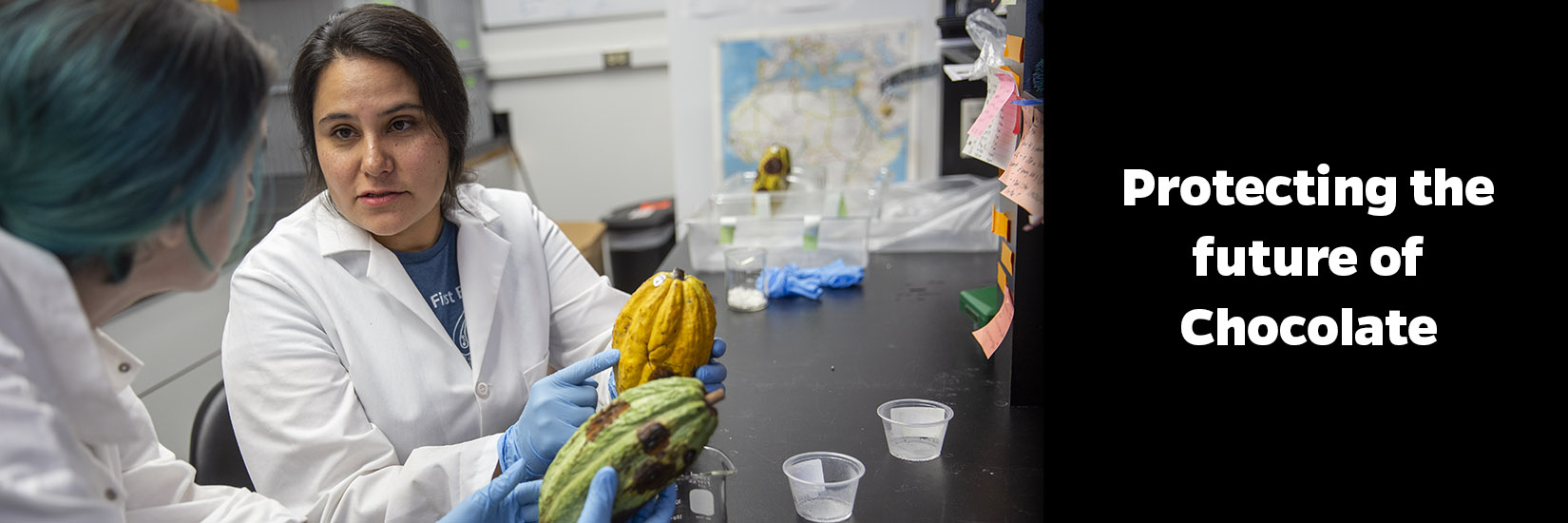 Two scientists in lab showing cacao plants to each other. Left side of image contains text that says Protecting the future of chocolate