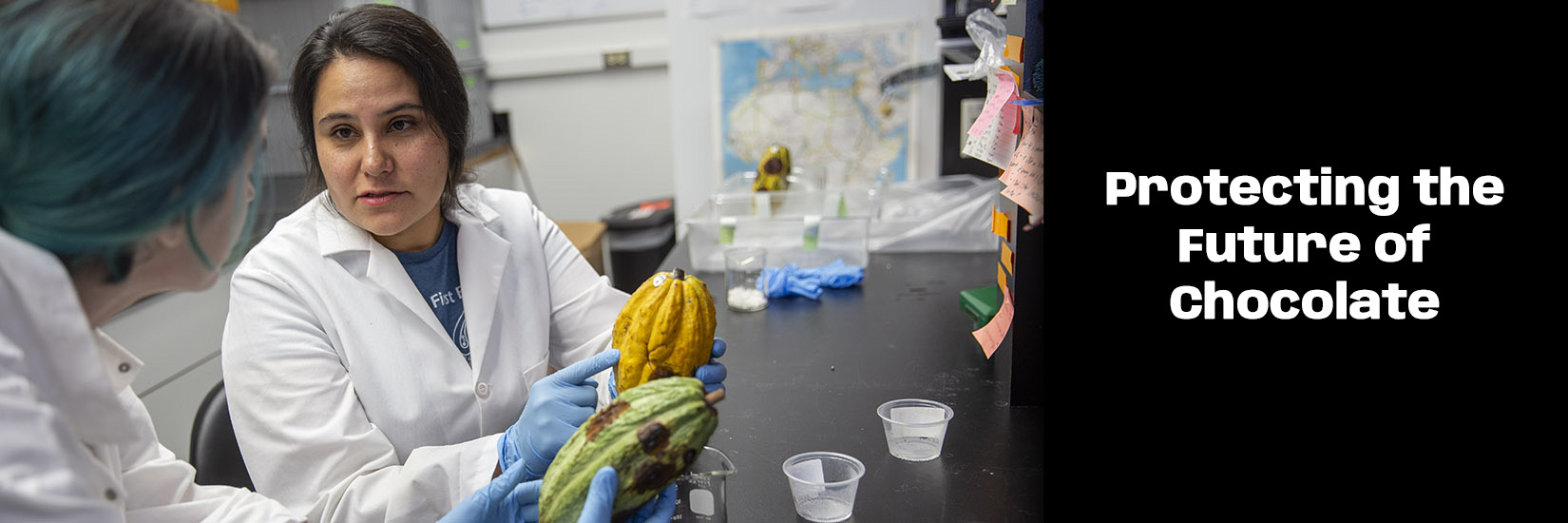 Two scientists in lab showing cacao plants to each other. Left side of image contains text that says Protecting the future of chocolate