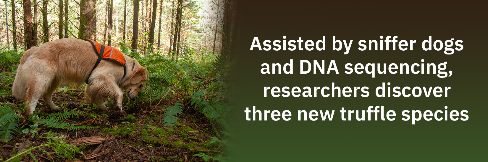 On left, a dog sniffs around ferns in a forest. On right, text stating 
