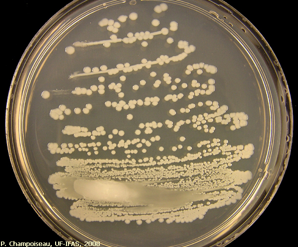 R. solanacearum/Bacterial wilt - Photo Gallery