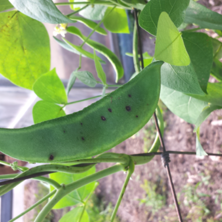 Aschochyta spot can affect leaves and pods of beans during cool wet conditions. Affected pods may have a small black spots that can expand to form concentric pattern.