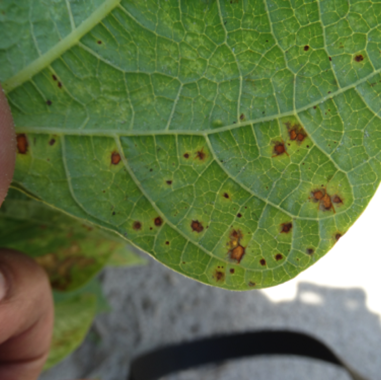 The disease is active during hot and humid conditions. Lesion will have a yellow discoloration around it and can be noticed form upper side and underside of the leaves.