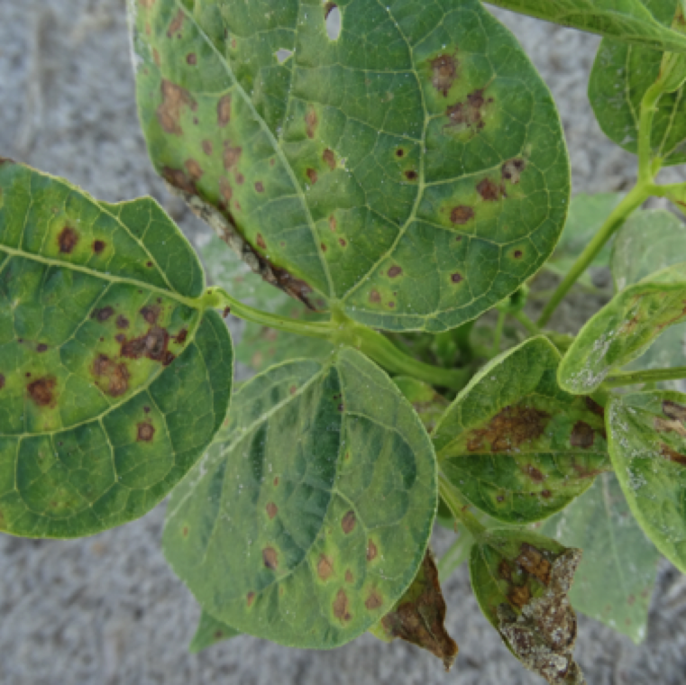 The lesions expand and can merge to cause large blighted sections. The affected leaves may have a blighted appearance and may be attached or can drop off from the plant.