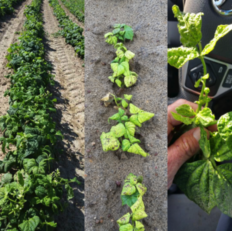 The affected plants may exhibit yellowing symptoms on some leaves, while some other parts may remain green (left, right), some plants may be completely stunted with yellowing (middle).