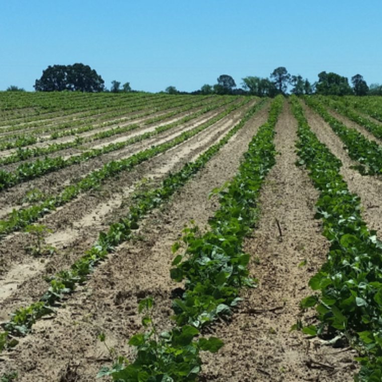 Affected bean fields can show pattern of areas of cucurbit leaf crumple infection where plants remain stunted as seen in this commercial field.