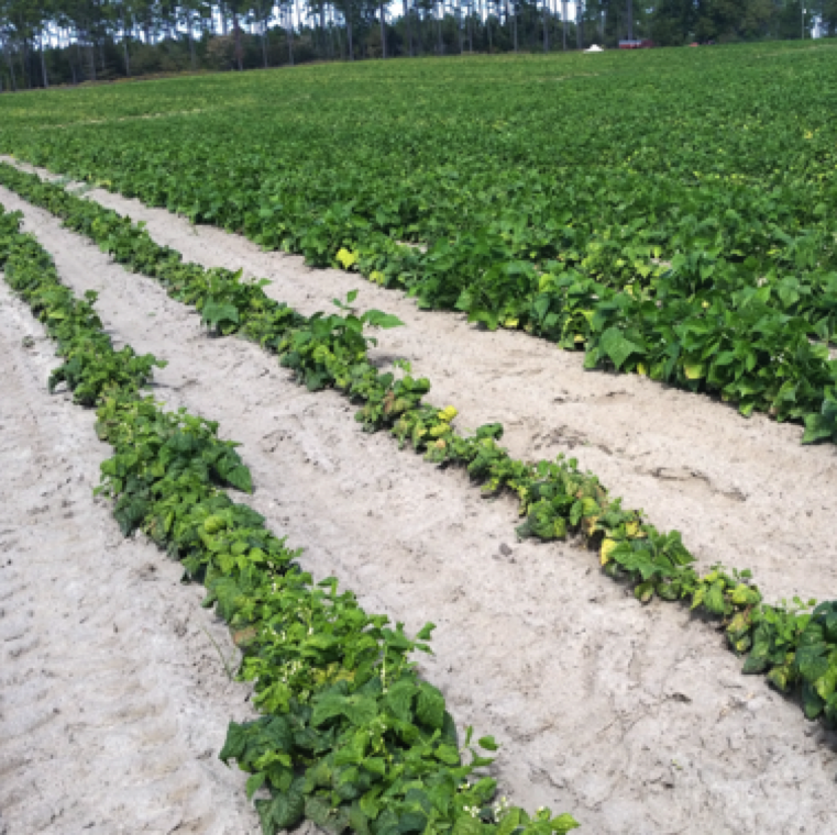 Another field with severe infection of cucurbit leaf crumple symptoms. These symptoms are caused by heavy whitefly feeding and transmission of the virus.