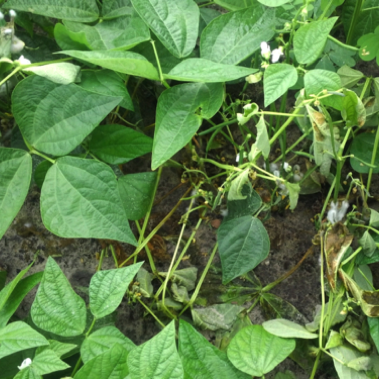 Pythium leak of beans can cause major damage in production and post-harvest damage. The disease affects the stem, leaves and pods directly.