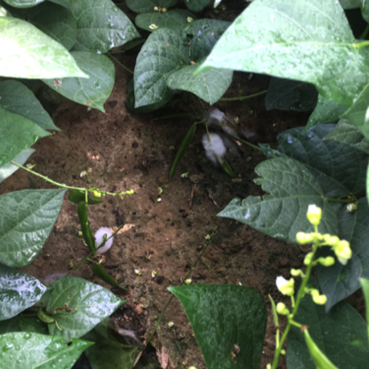 The disease  initiates under warm humid conditions when pods are in contact with soil with the pathogen. The disease can move rapidly in the field.