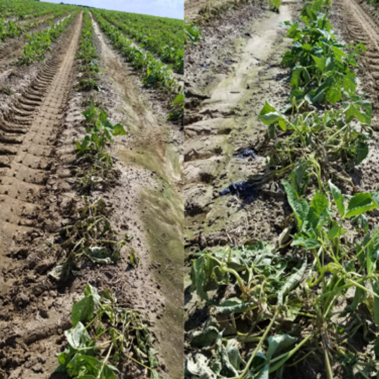 The disease can be extremely destructive on beans during periods of continuous rainfall, or excessive irrigation. Hot spots can be spotted in the field where soil moisture is high.