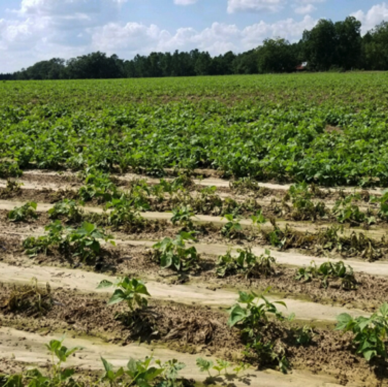 A commercial bean field with a severely affected section with damage due to Pythium leak. The leaves can detach form the plant and the plant may have stunted appearance due to the collapse.