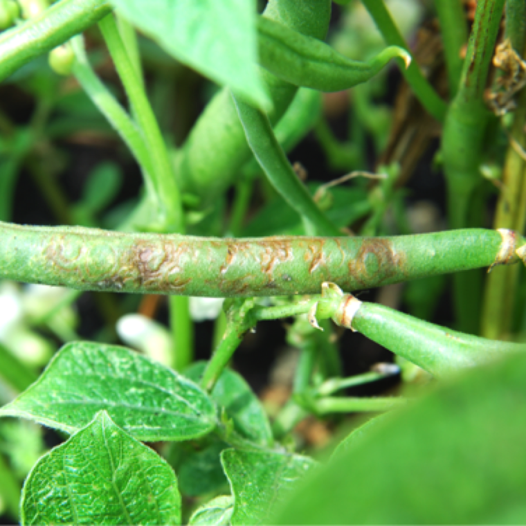 Redding of the stem nodes and leaves veins is a characteristic symptom of the red node disease. Reddening of the pods is a noticeable symptom.