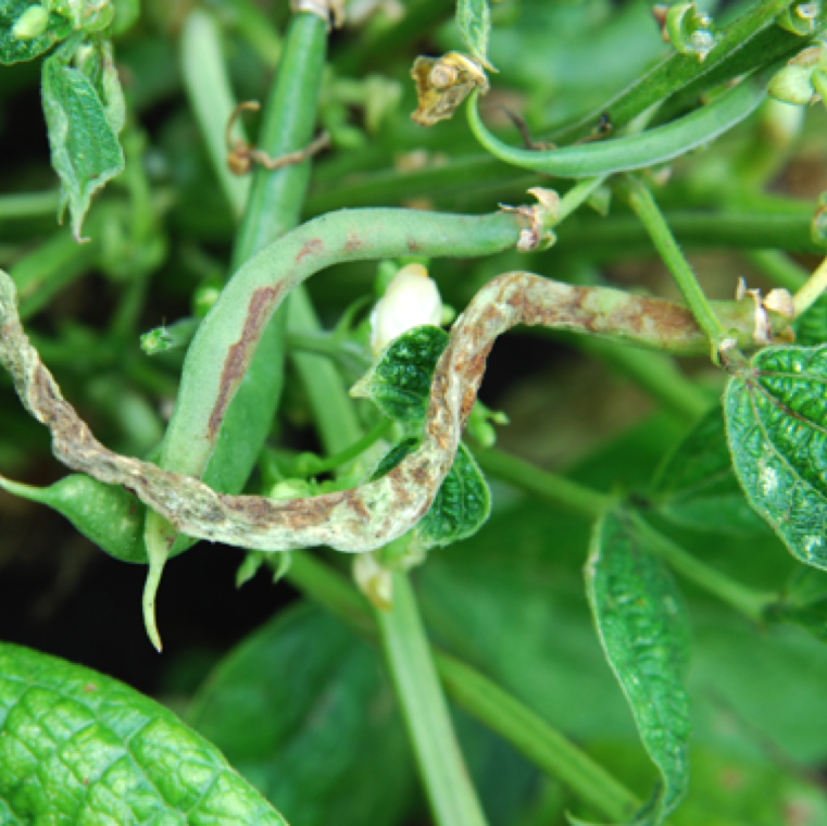 The infected pods may also shows streaks of reddened sections. Severely affected pods may show symptoms of twisting, shriveling an discoloration.