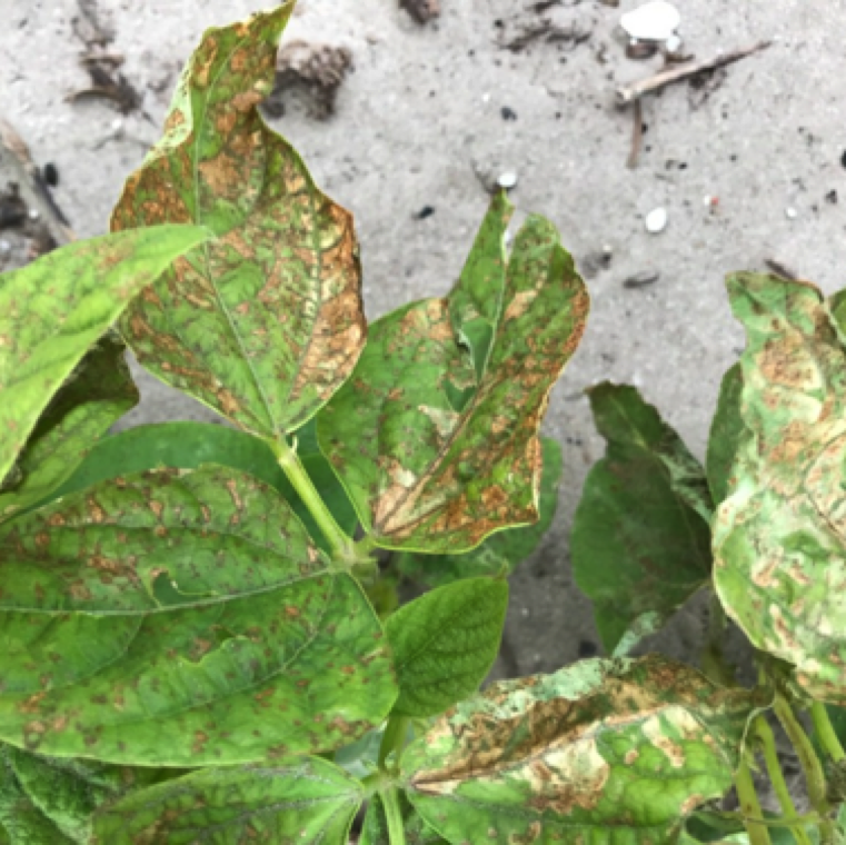 Severe wind can blow sand on to the plant causing marginal to significant damage on leaves and pods of beans. The symptoms may appear on upper and underside of the leaves.