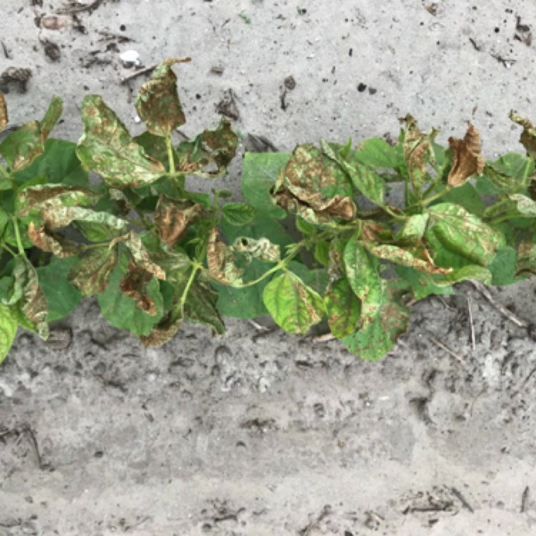The soil blown by wind act like an abrasive on leaves. If wet conditions prevail, these damaged sections could serve as areas for infection for many fungal and bacterial pathogens.