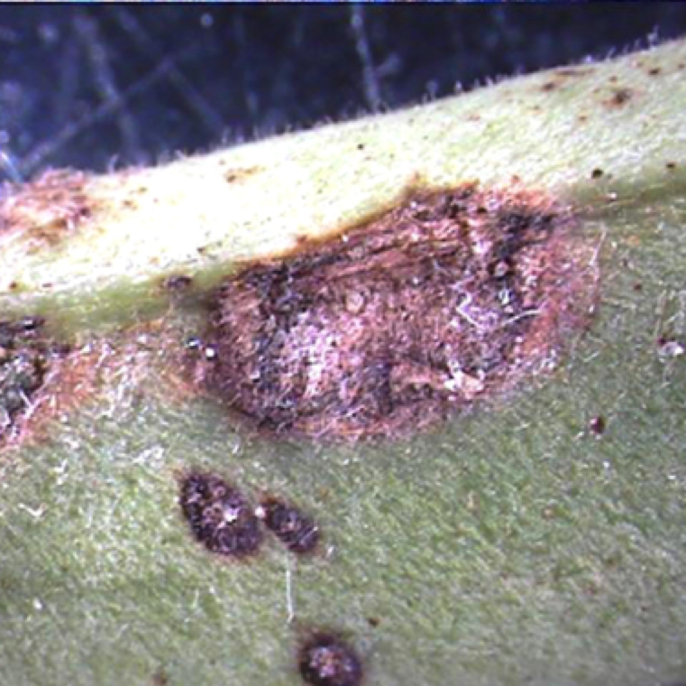 Web blight affects leaves and pods. Leaves symptoms include water soaking symptoms, followed by browning or necrotic circular lesions. The infected leaves die and fall off.