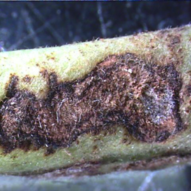 Pod symptoms include irregular lesions which are brown in color. The lesions may merge to form large spots. The seeds will be damaged on affected pods.