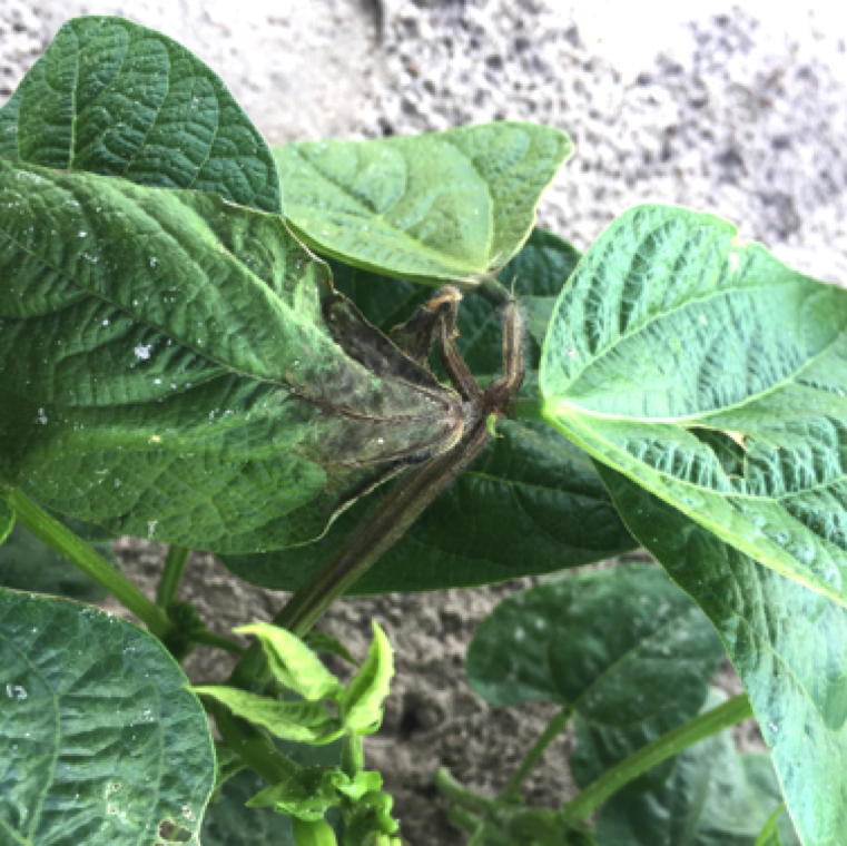 Wet rot symptom on beans including water-soaking on stem, and leaves and blackening o the affected plant tissue. The disease is active during extremely wet conditions.