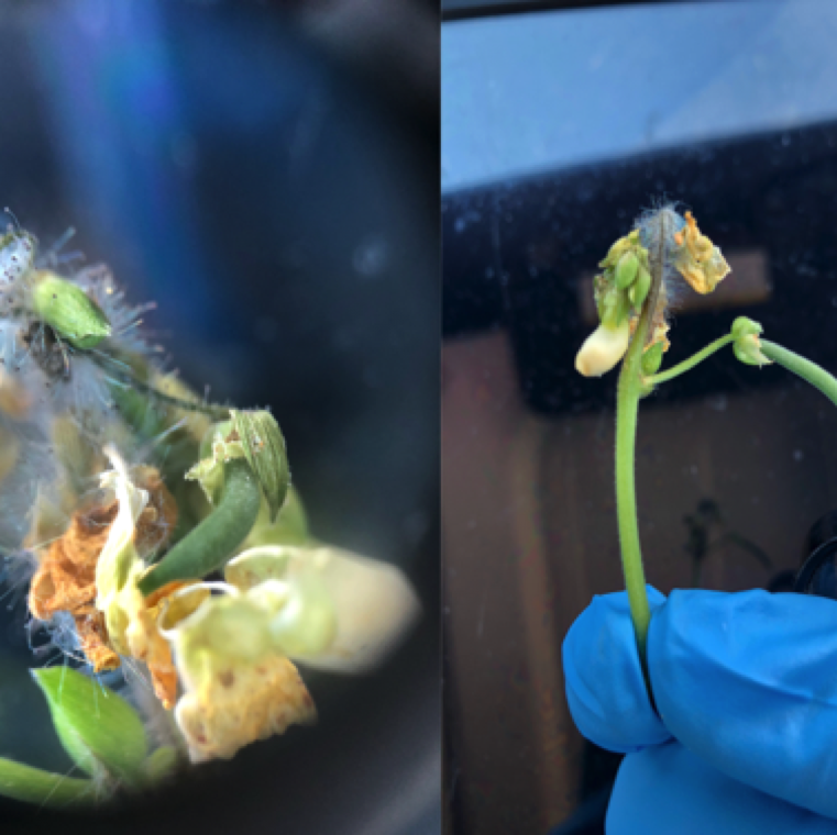The pathogen can infect flowers and small pods of beans. This leads to flower decay and the infected flowers typically drop from the plant. The infected pods may remain on the plant.