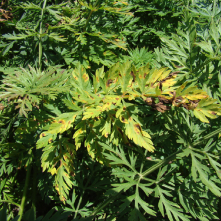 Alternaria leaf blight can cause major damage due to numerous leaf spots, yellowing and blighting of carrot leaves during active production mid-late season in Florida.