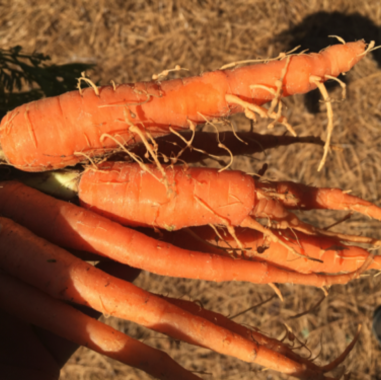 The symptom of root knot is galls on carrot feeder roots and forking. The gall size can vary depending upon nematode species and severity of infection.