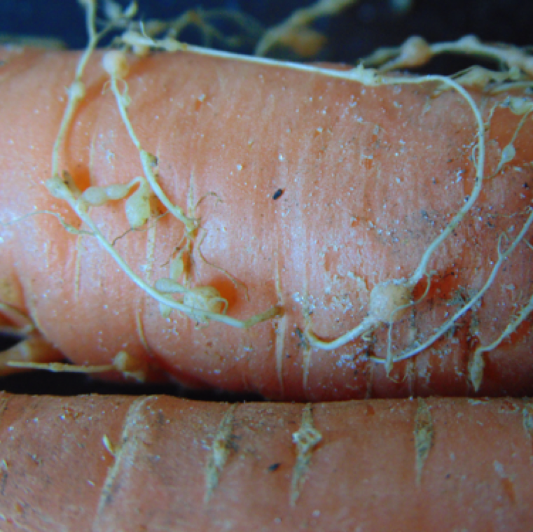 Large spherical galls of an affected carrot feeder root on a severely affected carrot. The galls can also merge to form large galled area throughout the feeder roots.