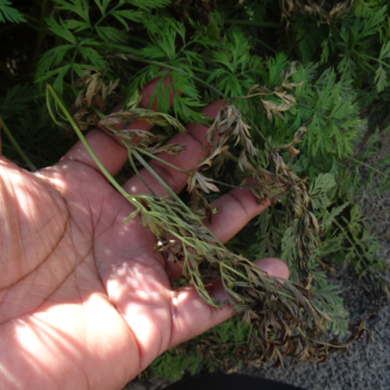 Southern blight is a minor issue on carrots in Florida, and the disease tends to be spotty in nature in fields with the disease. In rare cases the disease can cause major yield losses.