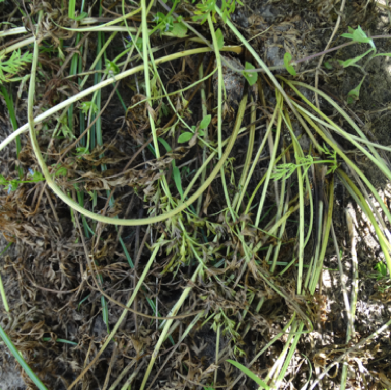 Affected areas of the field can show many plants with severe wilting. The plants can be easily pulled from the soil. The disease typically is seen during late season production in Florida.