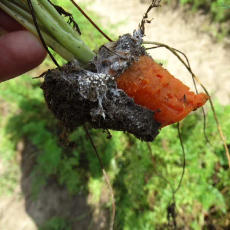 The affected plants when pulled from the soil may pull section of the inner core of the root with it, while the outer section remains in the soil. The disease thus directly affects leaves and carrot root.