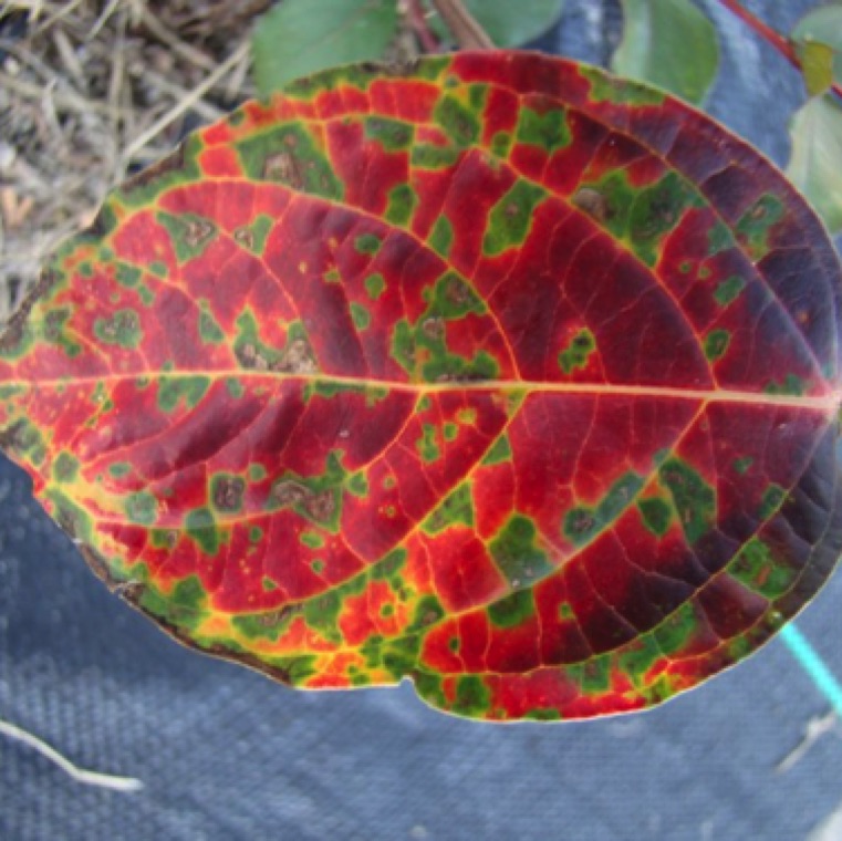 Infected leaves will often turn yellow to red and may drop prematurely