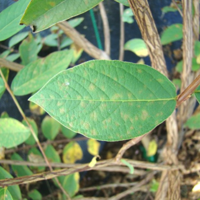 Cercospora leaf spot will cause tan to dark brown spots which will be randomly scattered on leaves