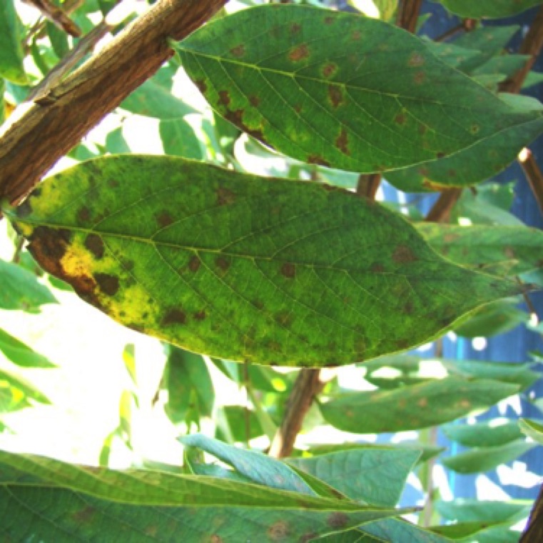 Severely affected leaves turn yellow with areas with large lesions.