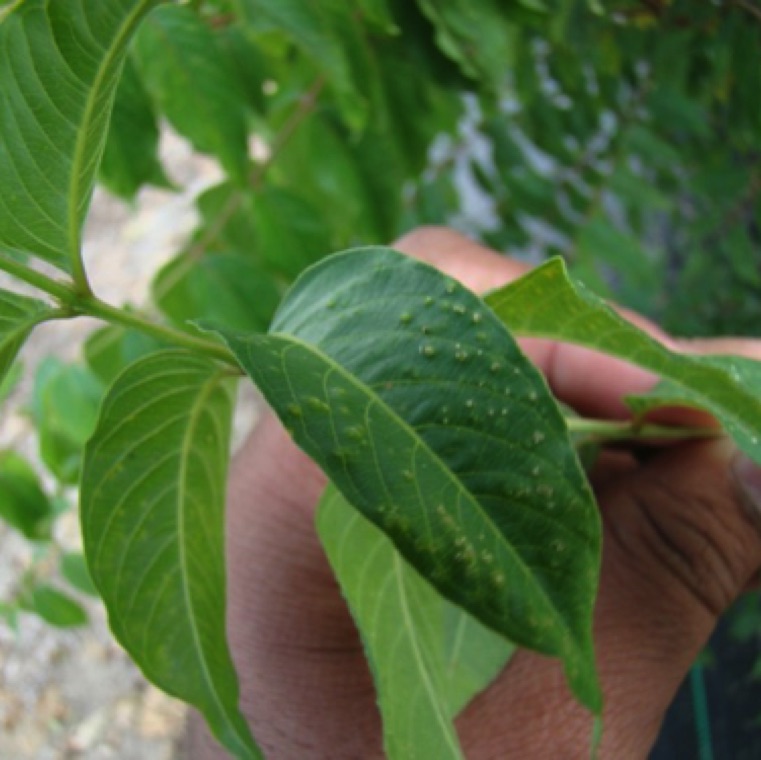 Edema occurs when a plants’ roots take up more water than the leaves can give off.  This causes leaf cells to become engorged and swell.  This causes yellow or brown raised spots to form on leaves