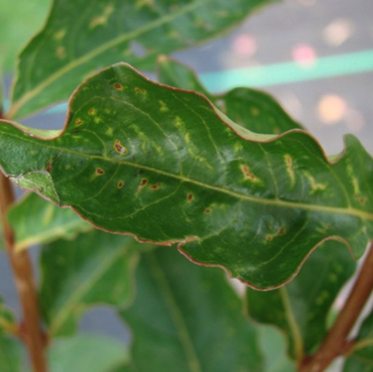 In severe cases the leaf margins may become distorted