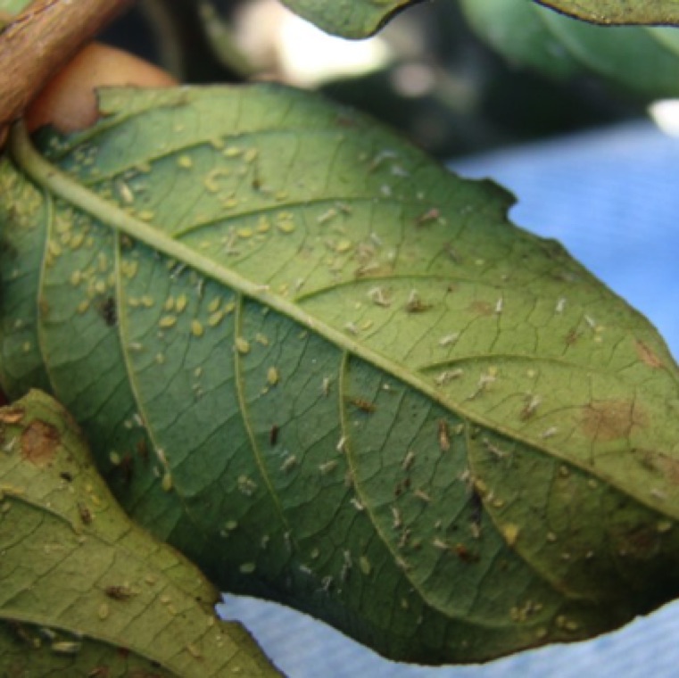 Aphids are a common source of honeydew