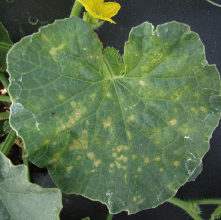 Alternaria leaf spot symptom starts as small circular leaf spots on older leaves on cantaloupe, cucumber and watermelon. The disease is not commonly seen on other cucurbits.