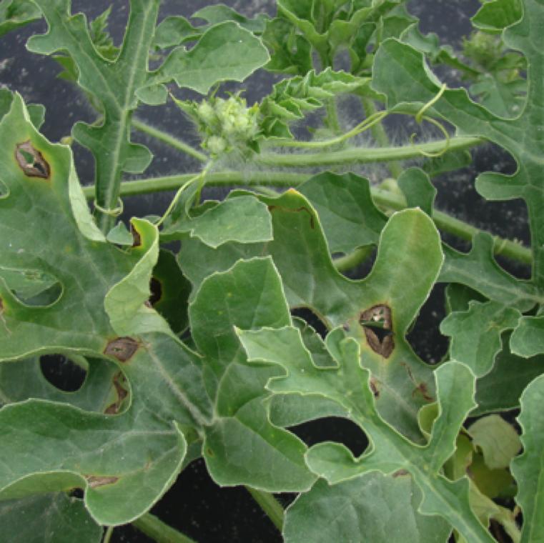 Anthracnose is a disease noticed on cucurbits in warm and high moisture conditions. The symptoms are noticed on leaves as necrotic lesions with or without cracked centers.