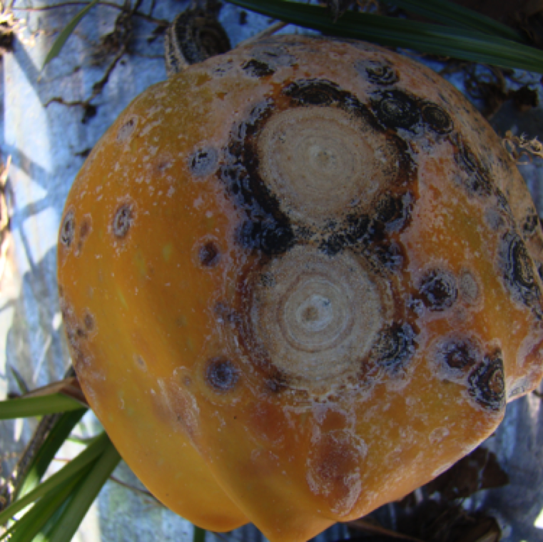 Pumpkin can be severely affected in the field with few to many lesions that can vary in size. Both leaf and fruit symptoms can be noticed at the same time, but leaf symptoms typically start earlier.
