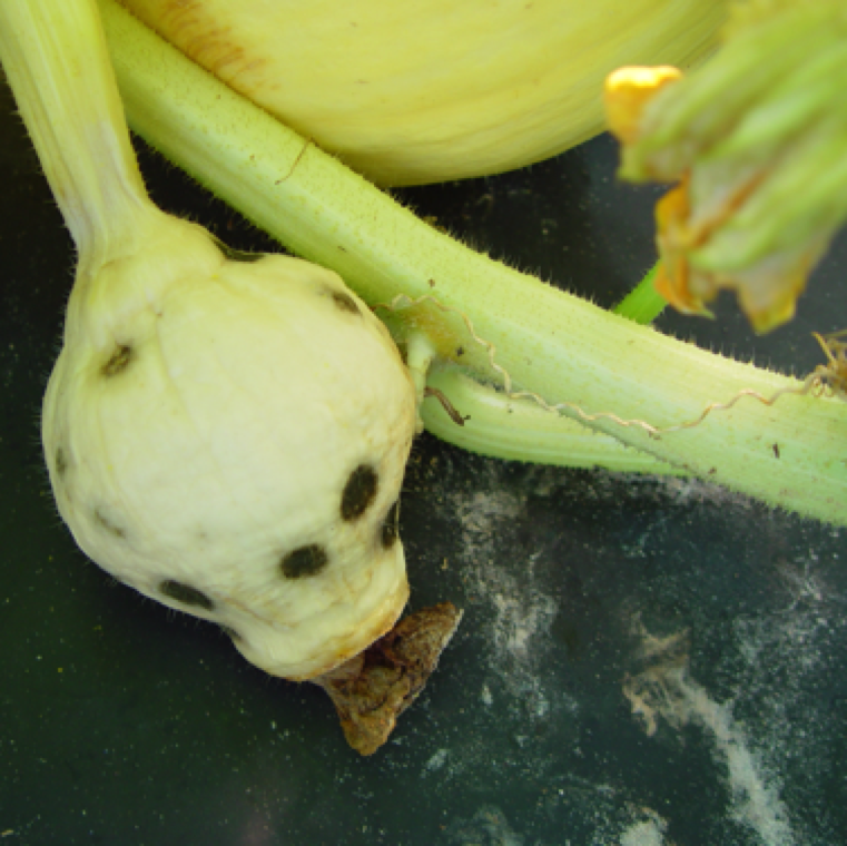 Fruits can be affected very early in its development. This developing fruit have many lesions with active spots of infection in summer cucurbit production in Florida.