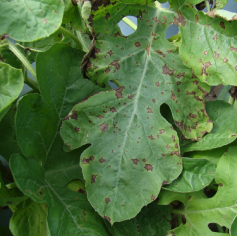 The larger lesions can be seen in leaves inside the canopy or leaves exposed outside under high moisture conditions. The lesions tend to have a marginal yellow discoloration around it.
