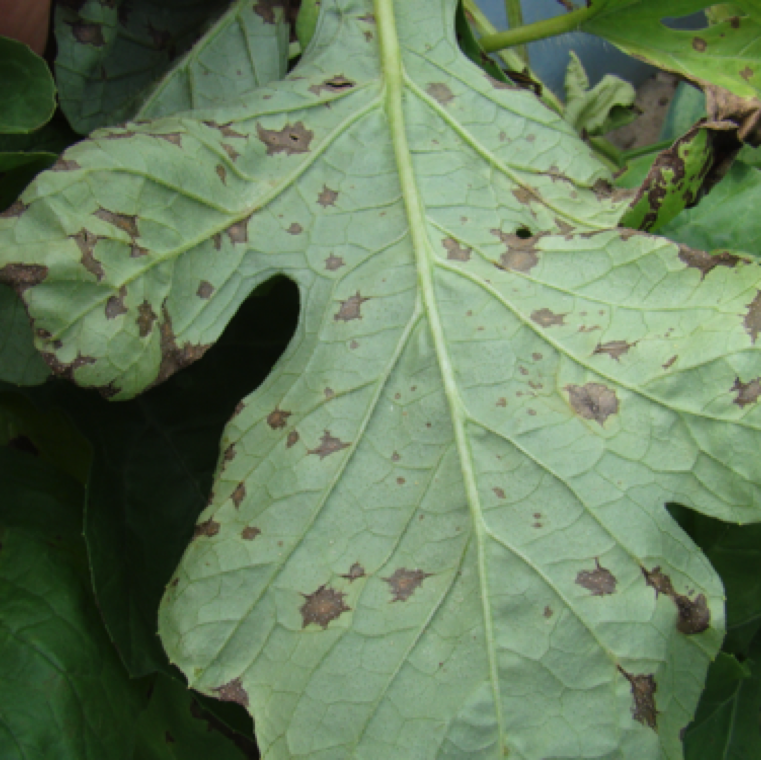 The lesion is unique in its appearance with intendations around it, and this is clearly evident on the underside of the leaves also especially in watermelon and cantaloupe.