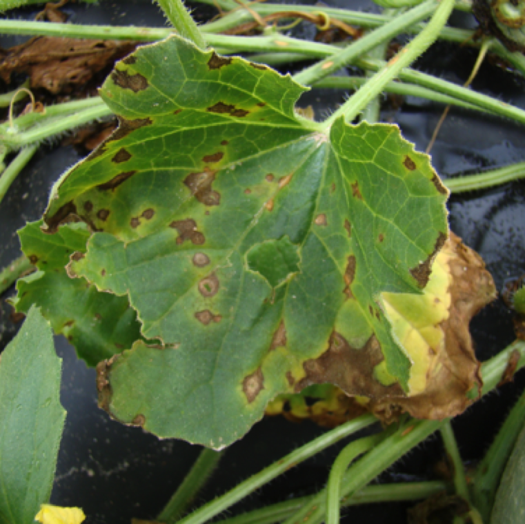 In cantaloupe, lesions have similar appearance to like that in watermelon, but intonations around the lesion tends to be less prominent, but present.