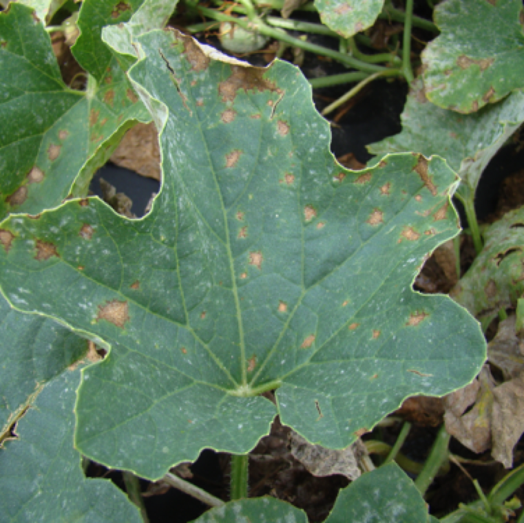 Irregular shaped lesions which are necrotic are the first signs of the disease in cantaloupe and the lesions tends to be lighter brownish than the darker shades normally seen in watermelon.