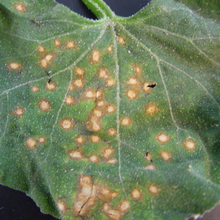In cucumbers, the lesions unlike in cantaloupe and watermelon which are irregular tends to be small circular spots. The disease can cause leaf blighting and leaf drop in cucumber.
