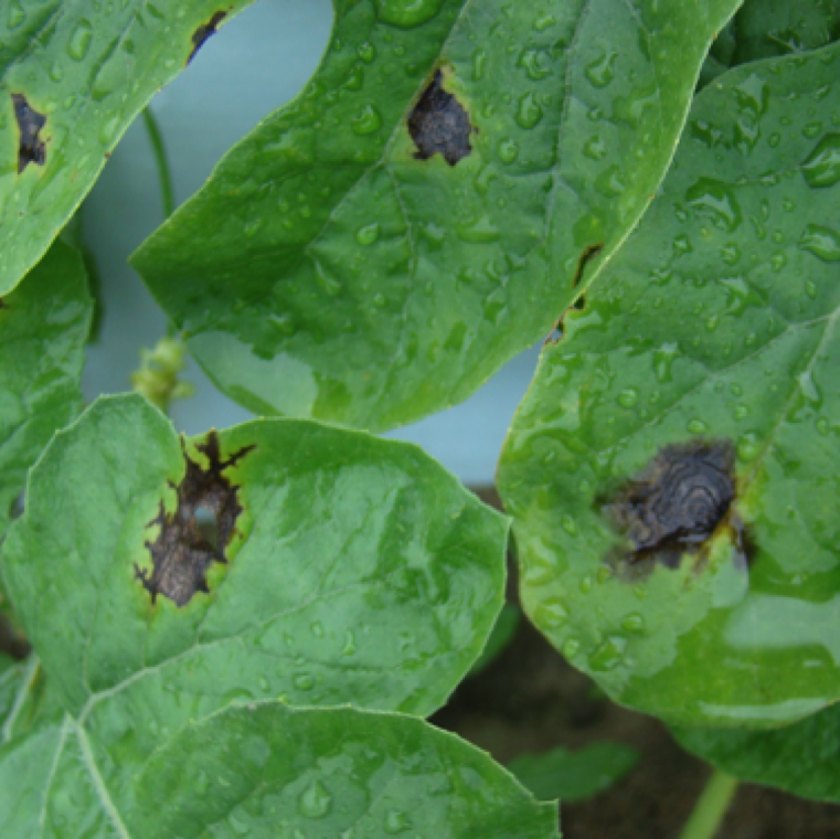 A set fo leaves with irregular lesions to the left and top which are typical symptom of anthracnose. The leaf to the right with circular patterns is characteristic symptom of gummy stem blight.