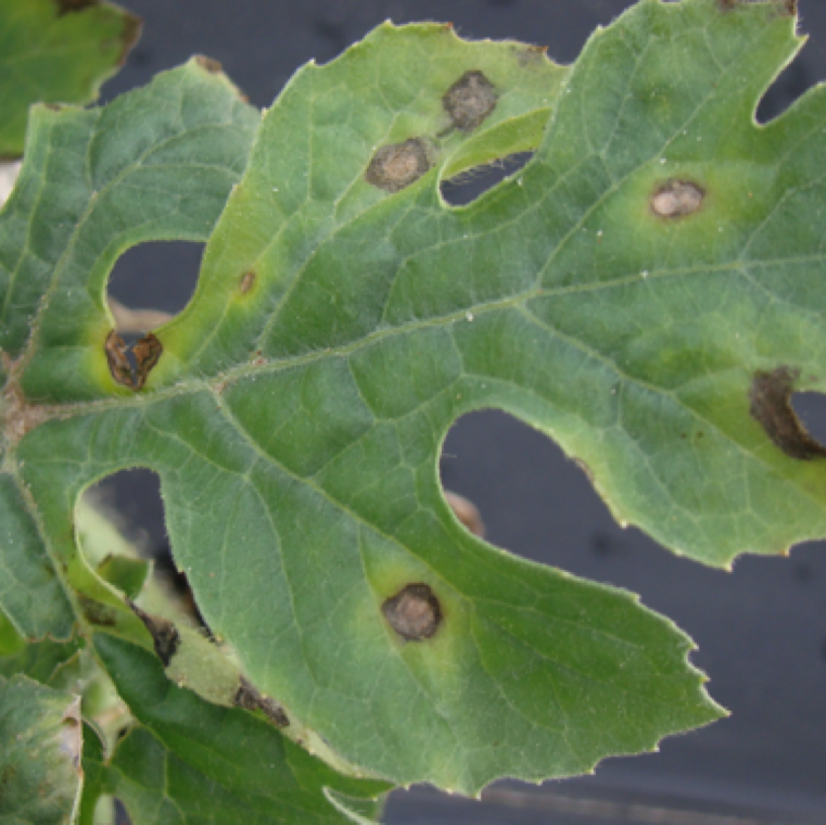 The bacterial leaf spot symptom start as small brown to black lesions which are angular in shape on most cucurbits, and in some cases not angular in shape with or without a yellow halo.