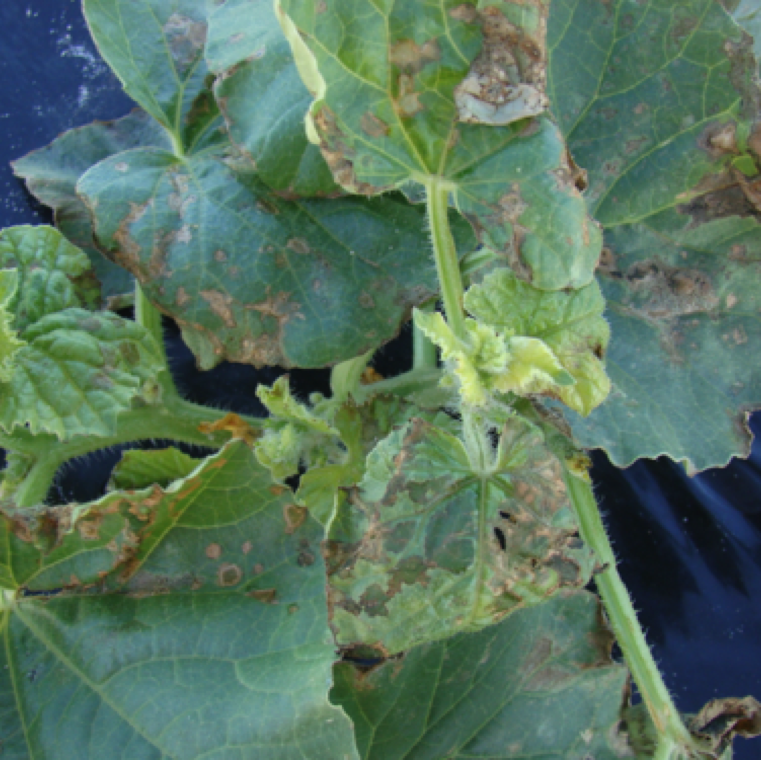 The disease can cause severe transplant damage under ideal conditions. The causal bacterium can be seed-borne, survive in infected transplants and on plant debris/weeds.