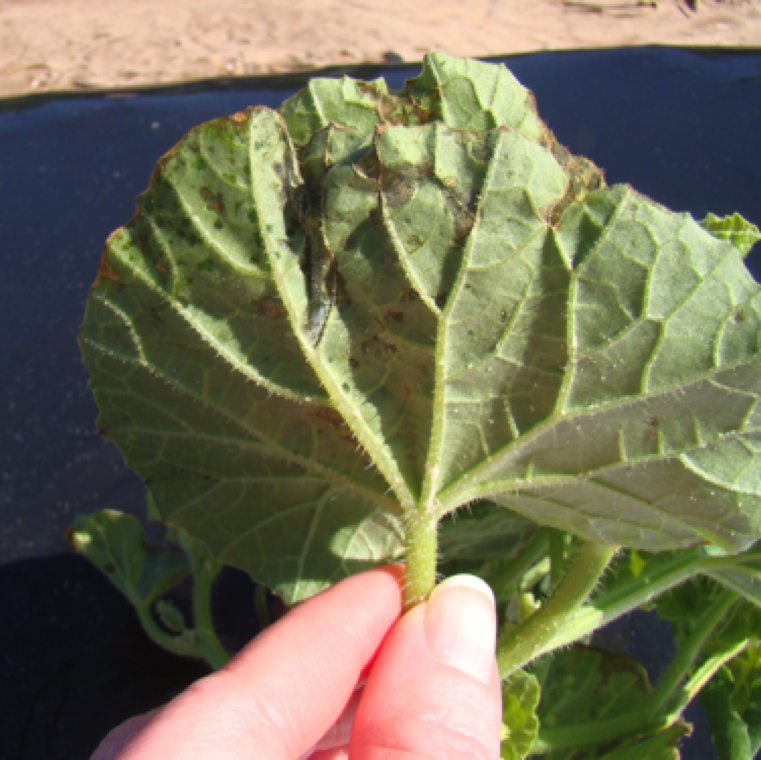 Water soaking is an early indication of this bacterial disease. Flip the leaves to see water-soaking, but it can be also noticed on the top side of the leaves.