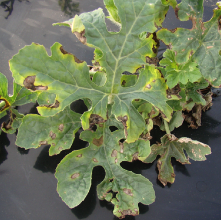 The lesions can be noticed at both the margin of the leaves and leaf lamina as seen here on watermelon leaves. The disease spreads easily during splashing rain.